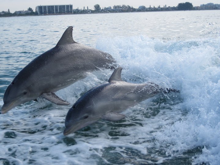 dolphin tour sarasota